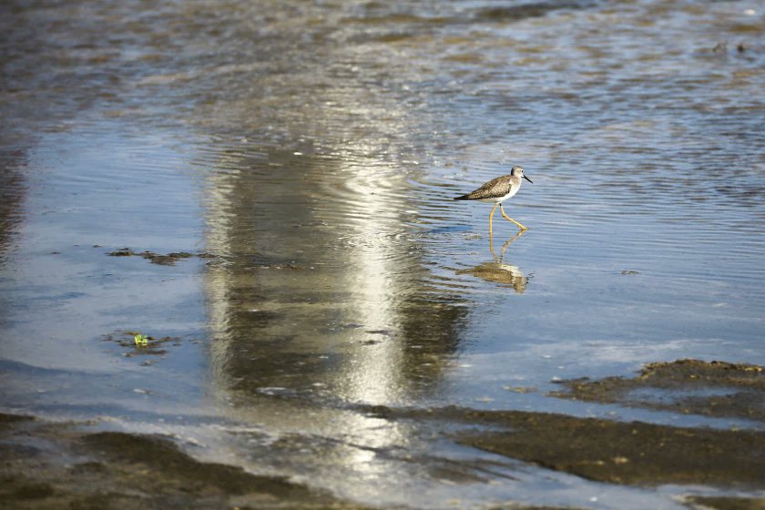 heyMAKWA's tweet photo. today's blast happened half a mile from a roost that contained 4% of the entire living earth population of federally protected Piping Plovers

are they alive, right now? who cares, because MARS OR WHATEVER https://t.co/oEChkdstRu