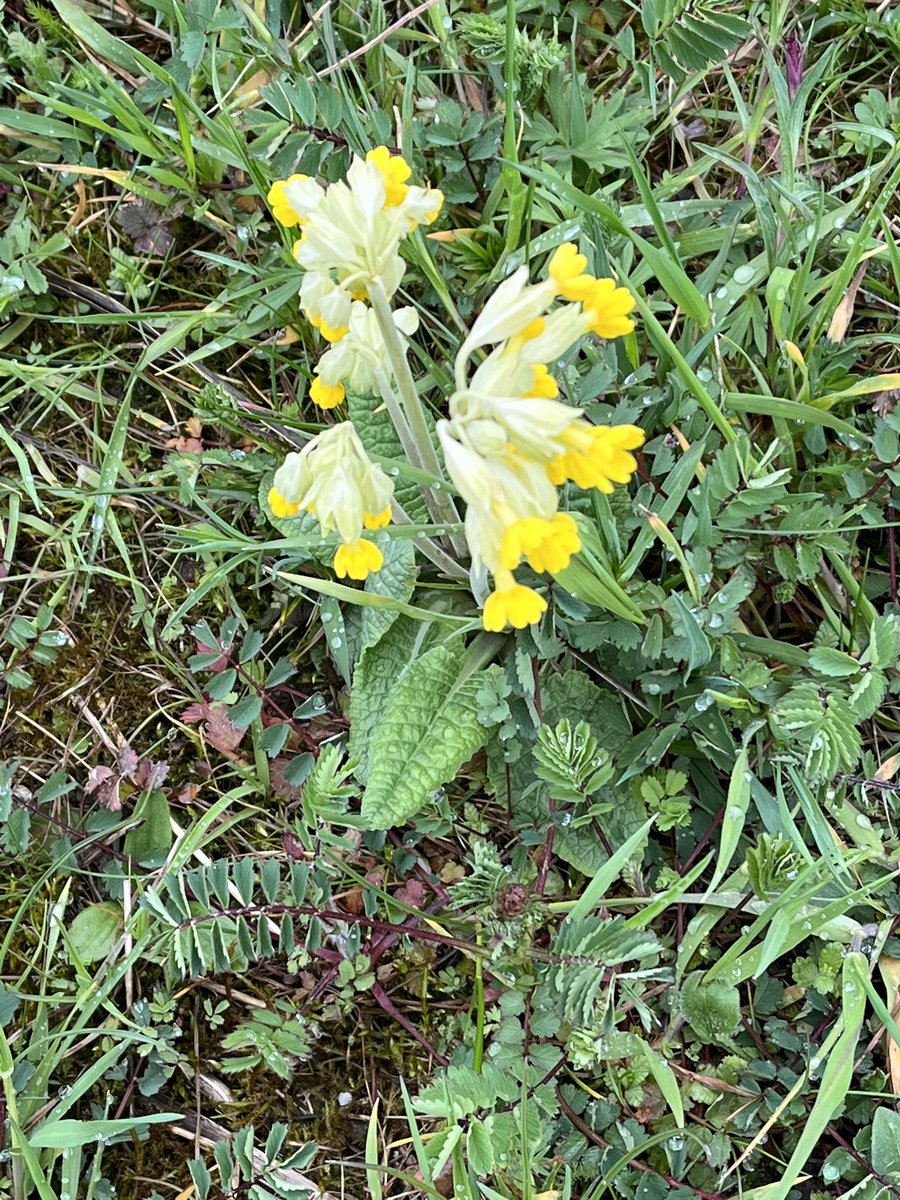 Petra_s's tweet photo. Schlüsselblume in Pimpernellen Wiese gefunden - auf dem Arbeitsweg. #Kindheitschallenge https://t.co/JM83GktV3H