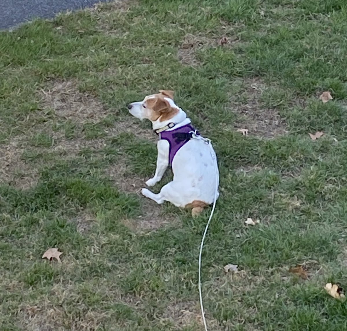 DaisyMaeJack's tweet photo. Sittin. 🌷🐾 #warm #outsidedog #dogsarelove #dogsoftwitter https://t.co/iEy9dWZmlV