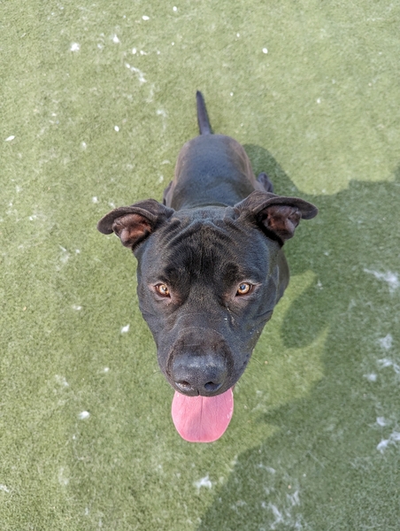 AdoptCCAnimals's tweet photo. #Dog #Velvet_CCSTCA_15 really sweet girl.  loves playing balls and will fetch and drop.  eager to please https://t.co/dh6M7jZSKY https://t.co/bmXax6CsPh
