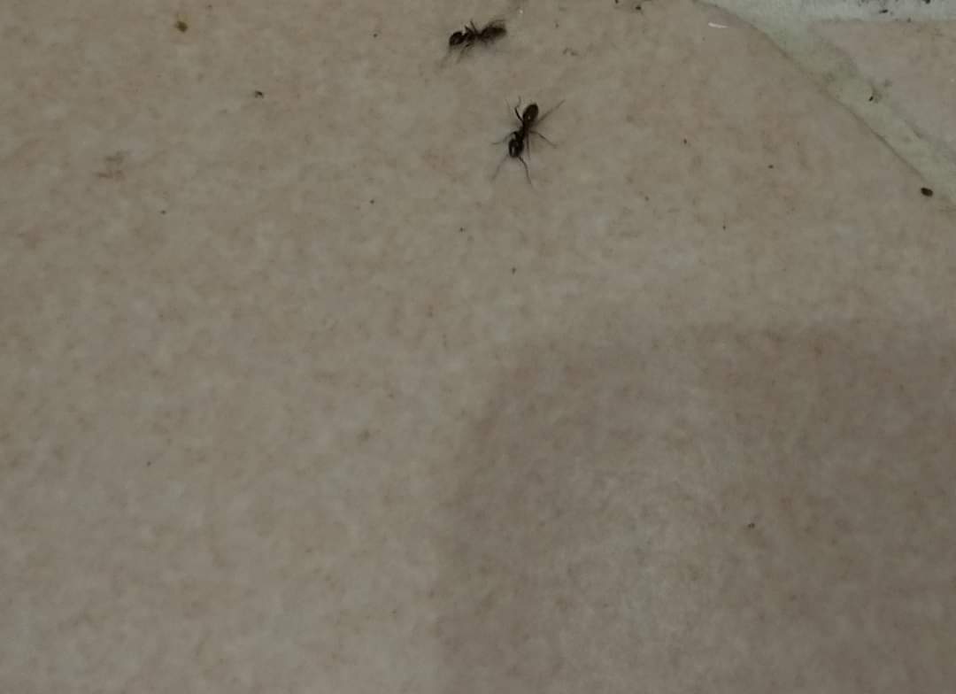 pest_for's tweet photo. 🐜Le formiche: la vita e le abitudini di una delle creature più sociali.

https://t.co/EV1J0Uhylw

#formiche #forpropest #natura #infestazione #infestazioneformiche https://t.co/dkHlQWC3I7