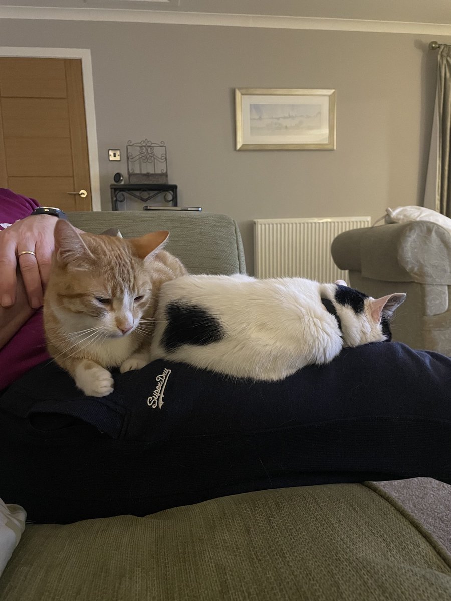 elspjt's tweet photo. He squeezed in and squeezed her out 😂#catsoftwitter #meanlittlebrother #noroomfortwo https://t.co/OUXGwN6Bto