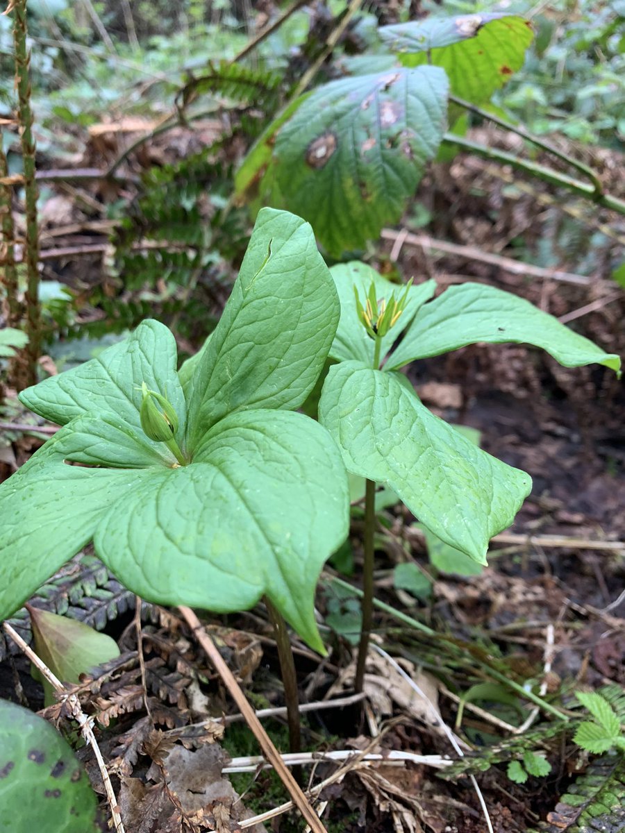 cooperplant's tweet photo. @strandlined @theNPMS @BSBIbotany Cardiff has a patch too. Found herb Paris the other day….. yippee. https://t.co/eNInYxPYdh