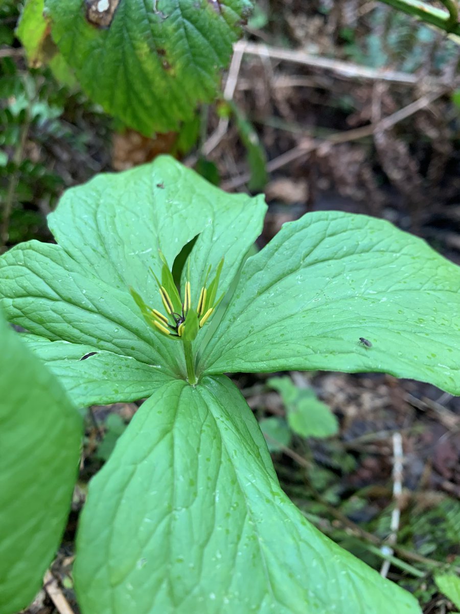 cooperplant's tweet photo. @strandlined @theNPMS @BSBIbotany Cardiff has a patch too. Found herb Paris the other day….. yippee. https://t.co/eNInYxPYdh