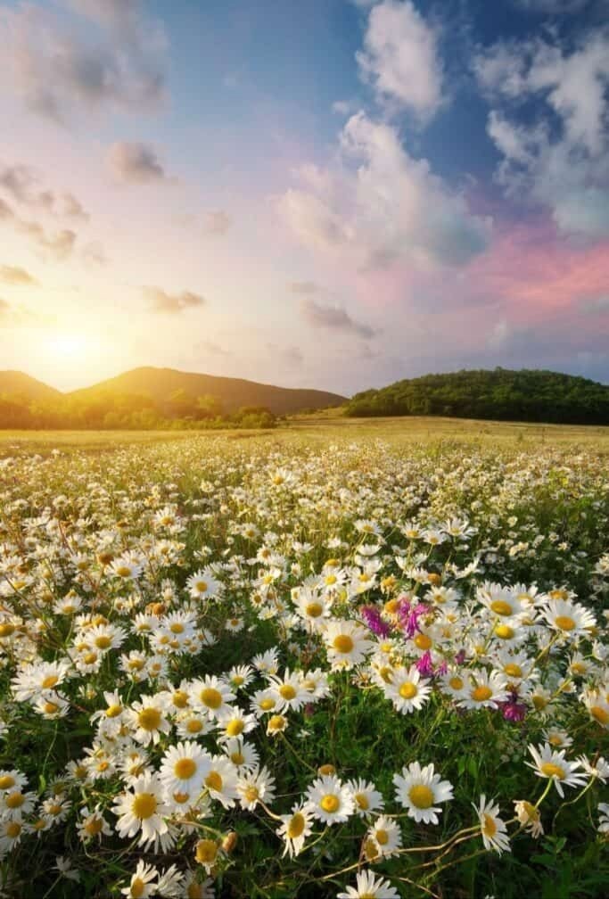 Concédeme Señor la fuerza para enfrentar mis batallas y la serenidad para superar los desafíos que la vida me impone. Fortalece en mí la FE, el amor, la paciencia y la sabiduría. Bendiciones 🤍