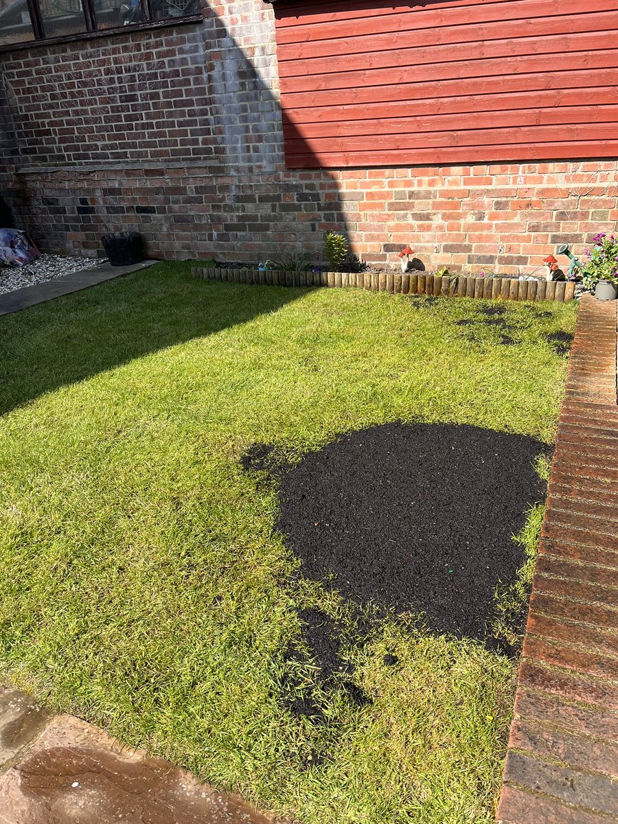 DH_Maintenance's tweet image. A lovely day until the #forecastrain arrived later this afternoon🙈 first thing it was cutting @AllettMowers light scarifying,#aerating &amp;amp; #overseeding #levelling @qualityseed @FieldCompostLtd 👍 still more #moss to get out before weed &amp;amp; feed 🙈