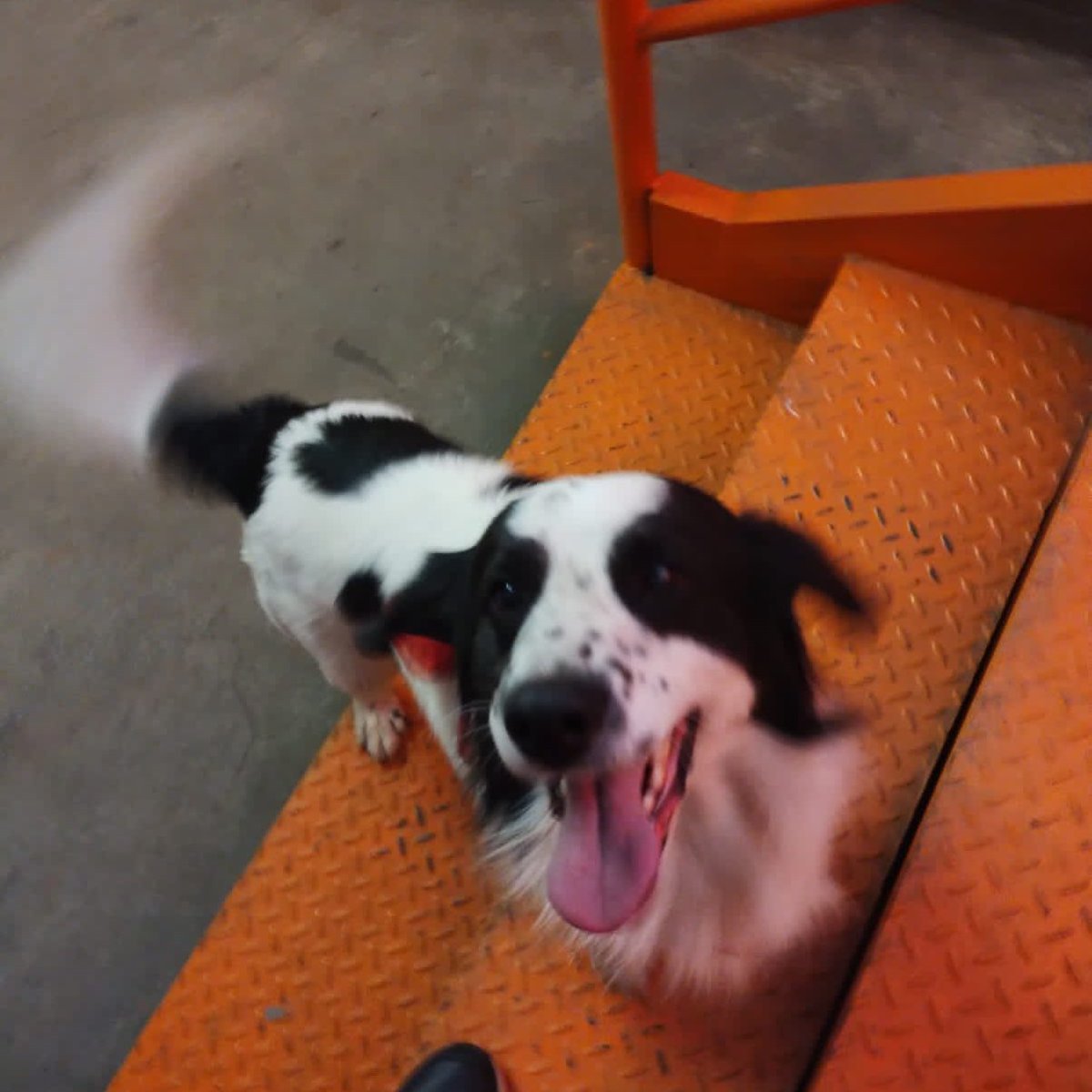 metrodesantiago's tweet photo. Este 🐶 necesita encontrar sus dueños. Está en la estación Elisa Correa L4 (tiene un pañuelo rojo ❤️ ) Ayúdanos a difundir con RT para que vuelva a su 🏠 https://t.co/FuIsAMrh8F
