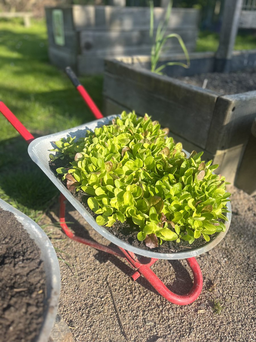 AbbeyMead_TMET's tweet photo. Our Edible Playground is also looking fantastic 🧄🥕🥬🥔Lots of varieties of vegetables have been growing and have been harvested for use in the school kitchen 🌱 @WildscapesCoop @TreesforCities https://t.co/b882dpc2U9