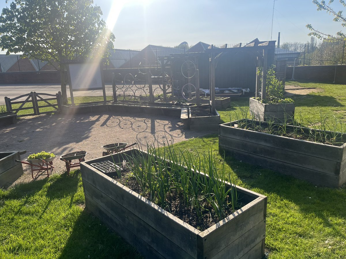 AbbeyMead_TMET's tweet photo. Our Edible Playground is also looking fantastic 🧄🥕🥬🥔Lots of varieties of vegetables have been growing and have been harvested for use in the school kitchen 🌱 @WildscapesCoop @TreesforCities https://t.co/b882dpc2U9