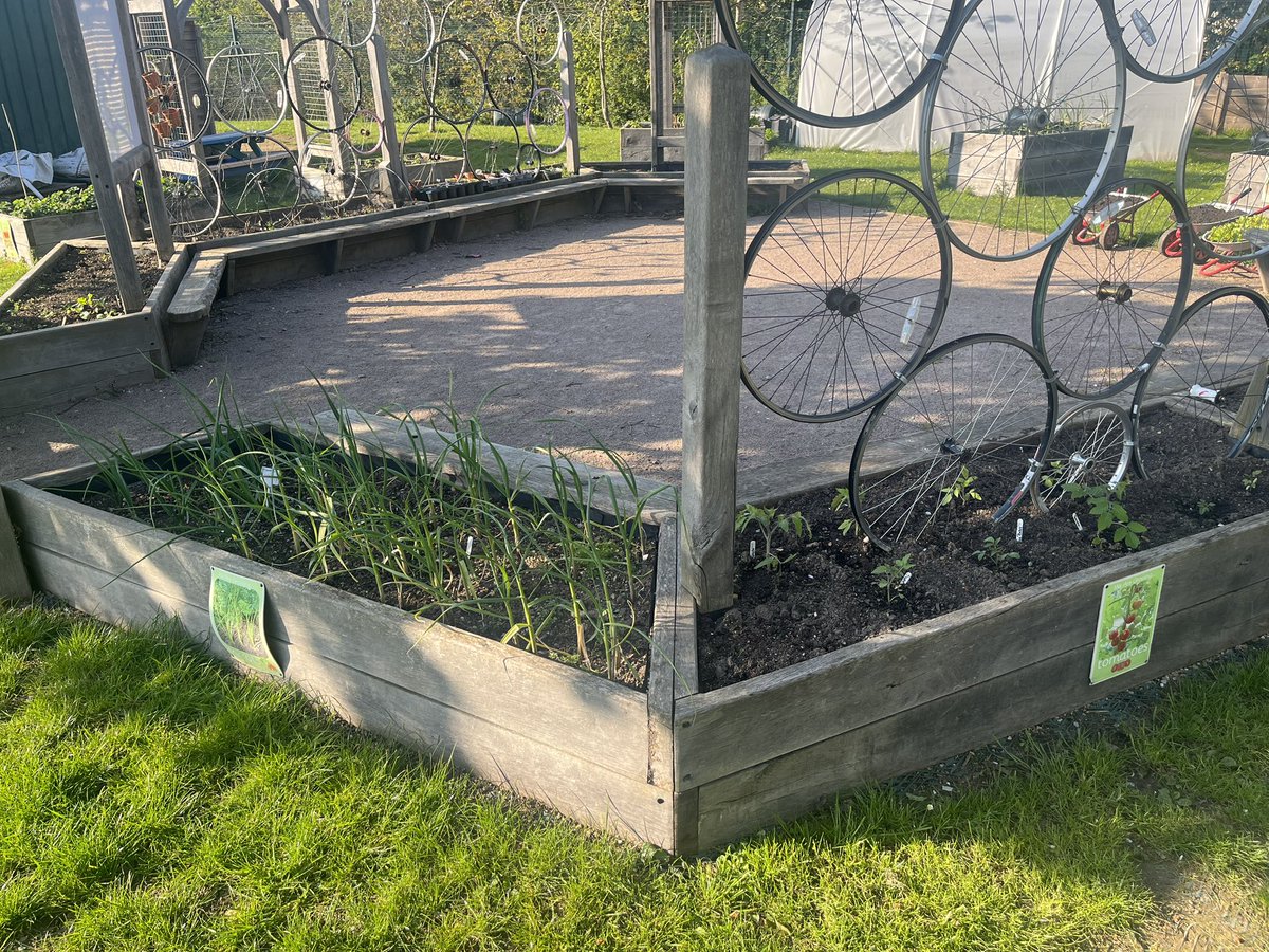 AbbeyMead_TMET's tweet photo. Our Edible Playground is also looking fantastic 🧄🥕🥬🥔Lots of varieties of vegetables have been growing and have been harvested for use in the school kitchen 🌱 @WildscapesCoop @TreesforCities https://t.co/b882dpc2U9