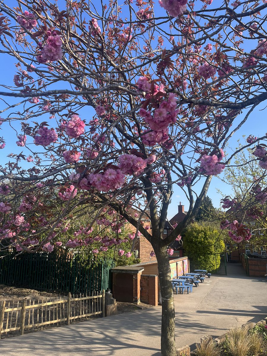 One of our favourite times of year at Abbey Mead as our grounds begin to burst into colour! 🌸🌺🌼 This year is even more exciting with our new outdoor classrooms and landscaped grounds to support our Sustainable Drainage Systems 💦 <a href="/TreesforCities/">Trees for Cities</a> <a href="/WildscapesCoop/">WildscapesCoop</a> <a href="/EcoSchoolsLCC/">Sustainable Schools Leicester</a>