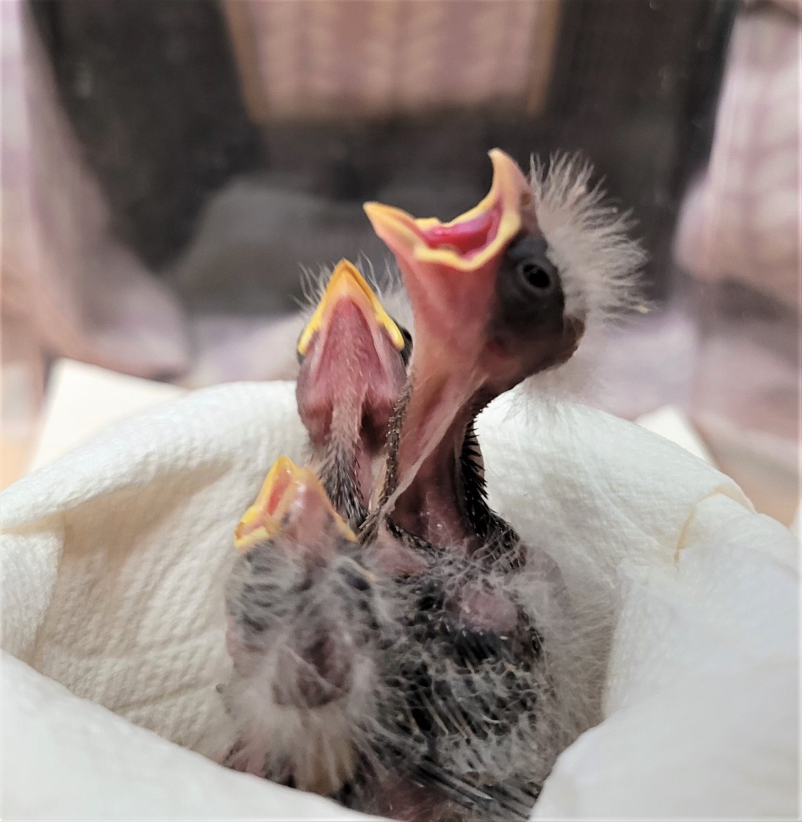 WRCNU's tweet photo. Baby Birds will be in need of help very soon. Without WRCNU what will the public do? There is nowhere else to go in Northern Utah. 😥 https://t.co/8r86lJiLjz