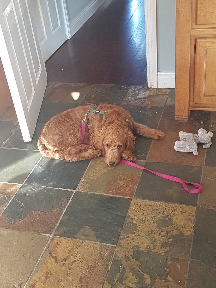 JasonPMcKevitt's tweet photo. Normally I tweet about History, but right now my dog, Ruadh is feeling very impatient as she waits and waits and waits for me to go for a walk on this beautiful sunny evening.....
RUADH NI DHAIBHEID is some lady!!!!
#lovedogs #ruadh #lovemullingar https://t.co/xGTGxLVaDO