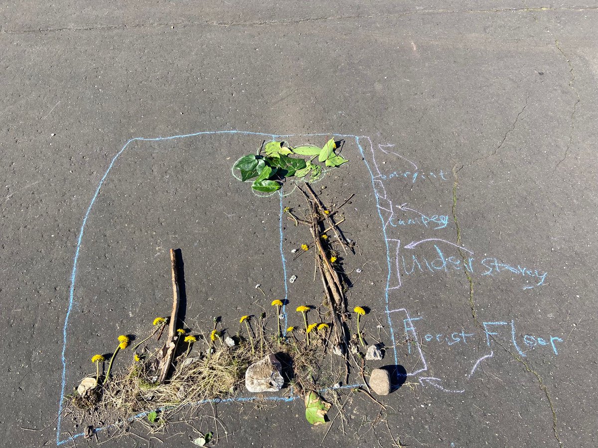 KingsOakSchool's tweet photo. Primary 4 have been learning about the layers of the Amazon Rainforest. We brought our learning to life today outdoors by creating our own rainforest diagrams…R, C and I even created a 3D model! Miss Irvine is so impressed with the creativity of this bunch 🌼🌳#KingsOakP4 https://t.co/QBCxixysqW