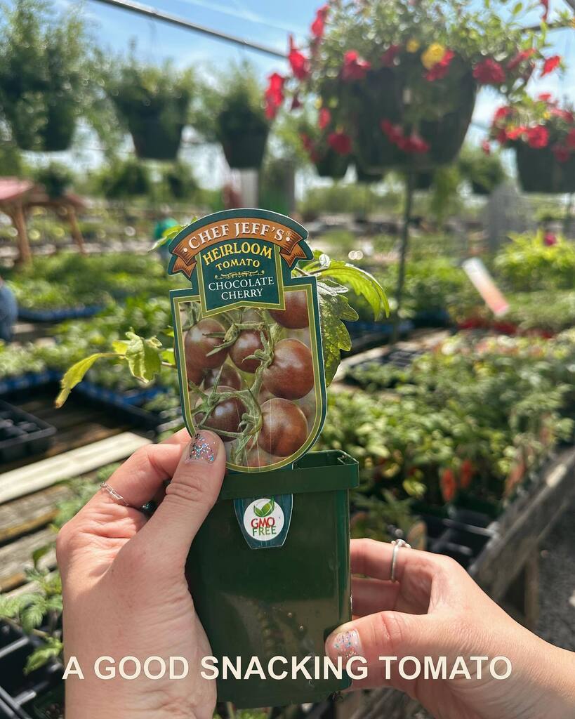 Some of our favorite tomatoes from this week. Our veggies sections is tomatolly awesome!! 🍅🤩✨ instagr.am/p/CrQ7EBju9mY/