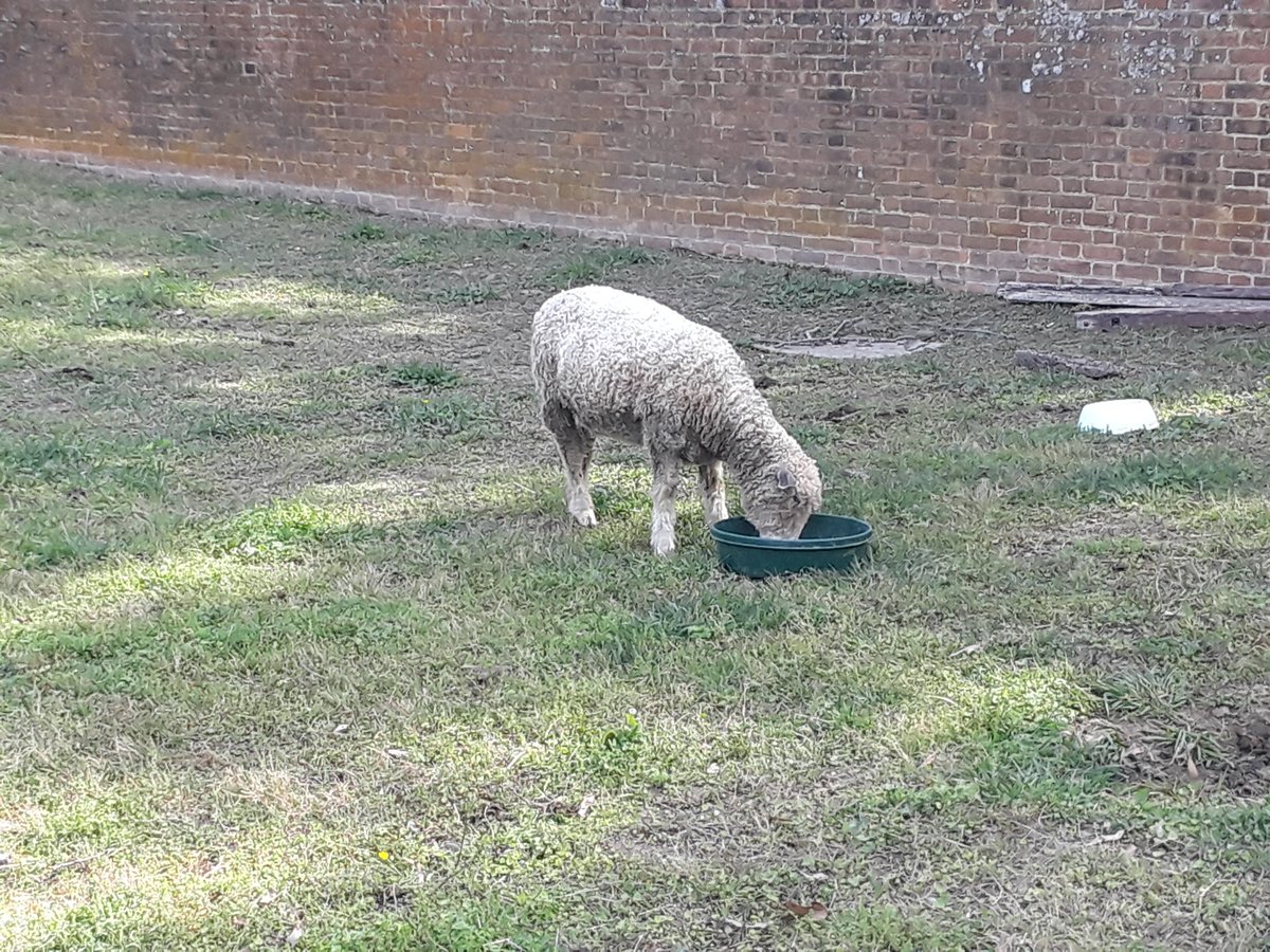 sandcastler1's tweet photo. Williamsburg sheep.
#UpWithSheep https://t.co/a5fBvFXJ9x