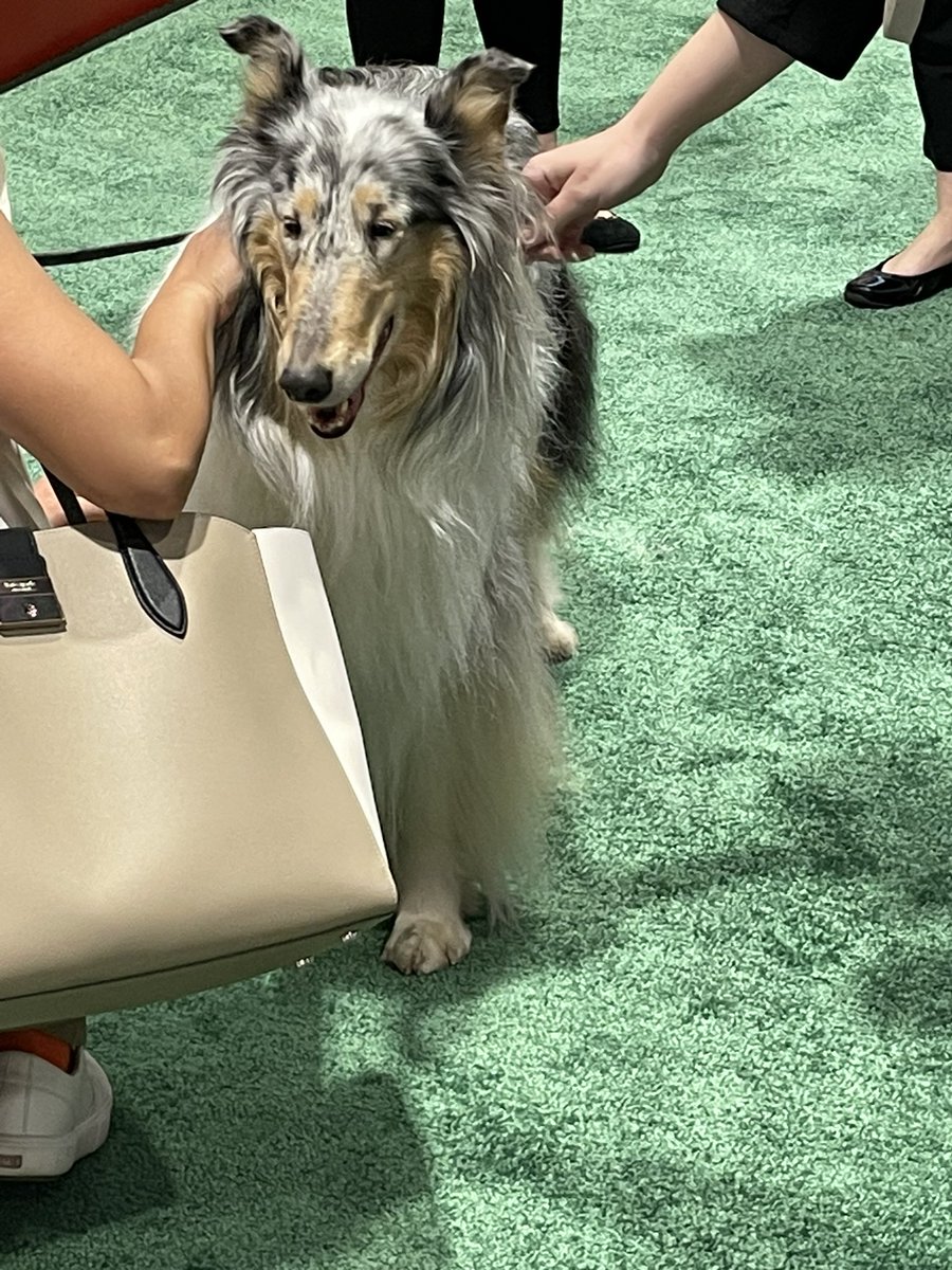Liratastic's tweet photo. Yes, I will admit my bias. The #HIMSS23 Puppy Park has my vote for best booth. (Besides @clinicalarch of course) These dogs even have their own trading cards! #healthcareIT https://t.co/NJcsqI1ZfB