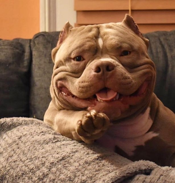 andersrossy_'s tweet photo. @deansbln meet kaiser!!! look at his smile! https://t.co/aDRKRnc5Gc