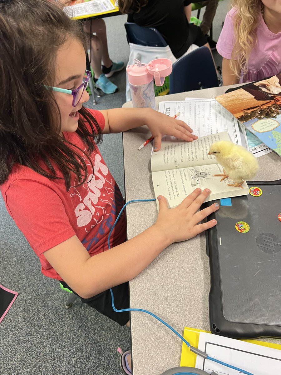 FPE1stGrade's tweet photo. Just trying to teach our chicks to read before they leave tomorrow! 🐣📚 https://t.co/k0S87NcfLT