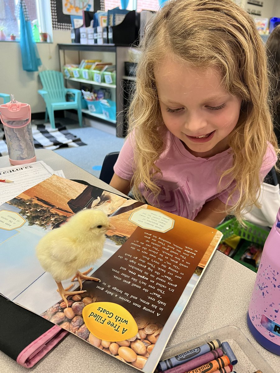 FPE1stGrade's tweet photo. Just trying to teach our chicks to read before they leave tomorrow! 🐣📚 https://t.co/k0S87NcfLT