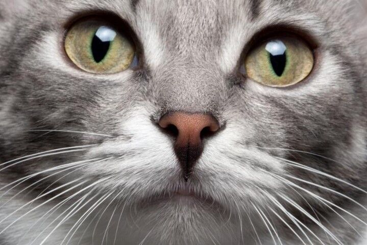 shapesandpages's tweet photo. Do you see the #photographer light umbrella?  Look  at the reflection in the cat's eyes.  #SEO is like that ... paying attention to every detail, looking at your #competitors to find opportunities they create for you.  You don't want #morecalls, you want #moresales. Let's talk. https://t.co/g5ofdWjGas