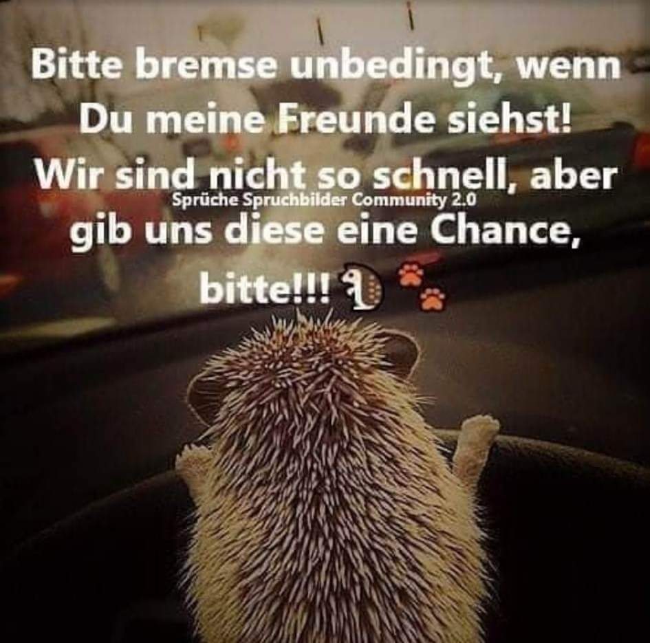 Gem_f_d_Tiere's tweet photo. BITTE BREMST FÜR IGEL UND GENERELL AUCH FÜR ALLE TIERE!💗

Fahrt mit Vorsicht, sodass ihr jeder Zeit auch bremsbereit seid, Rasen bringt nur euch, andere Verkehrsteilnehmer, und die Tiere in Gefahr!
DANKE IM NAMEN DER TIERE FÜR EURE RÜCKSICHTNAHME!!! https://t.co/Xn7tLaNeh1