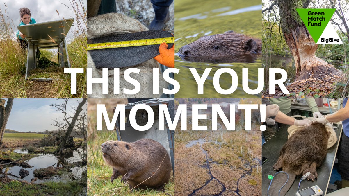 BeaverTrust's tweet photo. This is your moment! 
 
You have a big opportunity to help us restore beavers to Britain.  

We've joined @BigGive Green Match Fund &amp; with your help we can raise £40k to help us achieve our mission.

If you donate today, your donation will be doubled����

https://t.co/fKUrAVfjrE https://t.co/tPHBsR7DT2