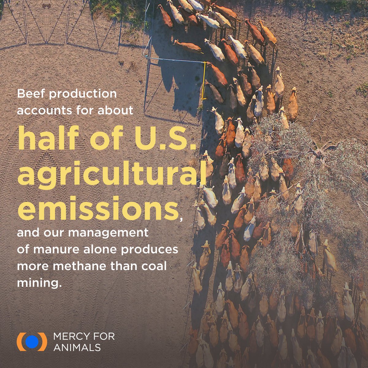 MercyForAnimals's tweet photo. 🚨 In honor of Earth Day, please join Mercy For Animals in calling on the EPA to enforce stricter emission standards at factory farms! https://t.co/nmOaDy0a0V #ChangeFoodChangeEverything https://t.co/dBJ2iqDXOs