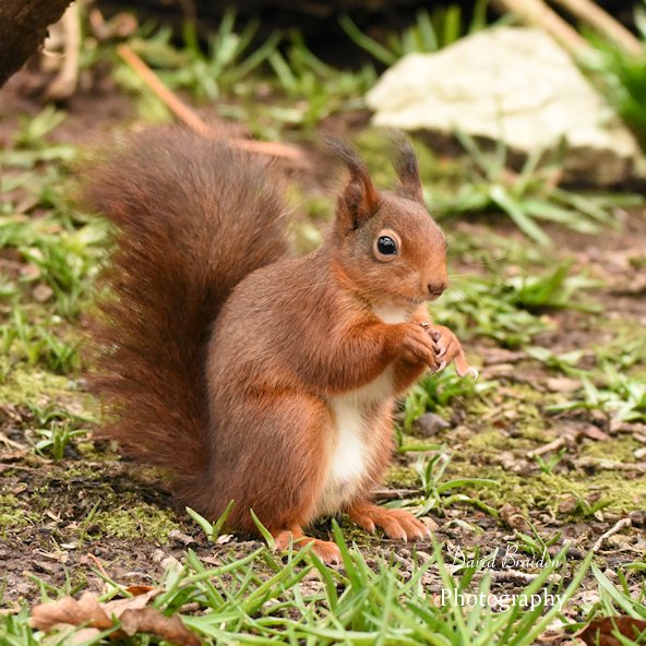 DBraidenPhoto's tweet photo. Crop of a red squirrel from Anglesey last month. 
#redsquirrel #squirrel #anglesey #wildlife @britnatureguide https://t.co/ZNYT7Z91s8
