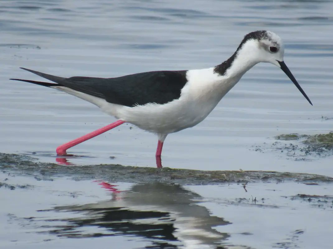 Pernalonga en Ferrol por Antonio Gutiérrez.
H.himantopus.
A Coruña.