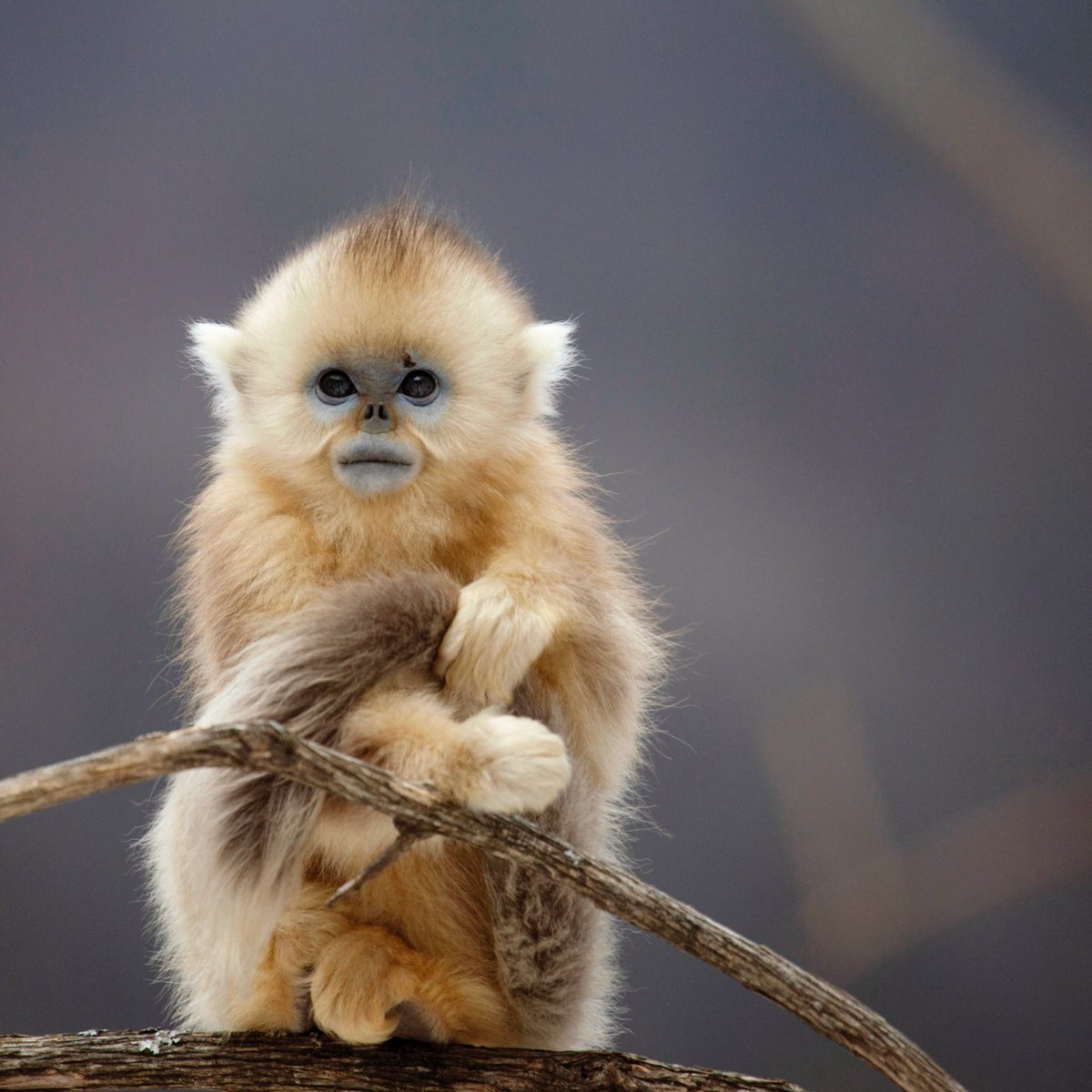 BBCEarth's tweet photo. Golden snub-nosed monkeys are thriving 🐒
 
In China's Qinling Mountains, populations have increased from 3,000 to almost 5,000. This is thanks to continued protection efforts and habitat improvements over the past four decades.

📸 © BBC Studios NHU

#EarthWeek https://t.co/PnlHSfTEIZ