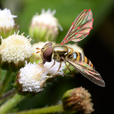 TransmitScience's tweet image. Ready to level up your scientific skills? 
📈🔬 Don&apos;t miss the *ONSITE* &quot;Introduction to Geometric Morphometrics&quot; #TScourse
📚 Learn cutting-edge techniques in this dynamic field from @Chlefelihuegu ! 
mtr.cool/ivlijzkpvf