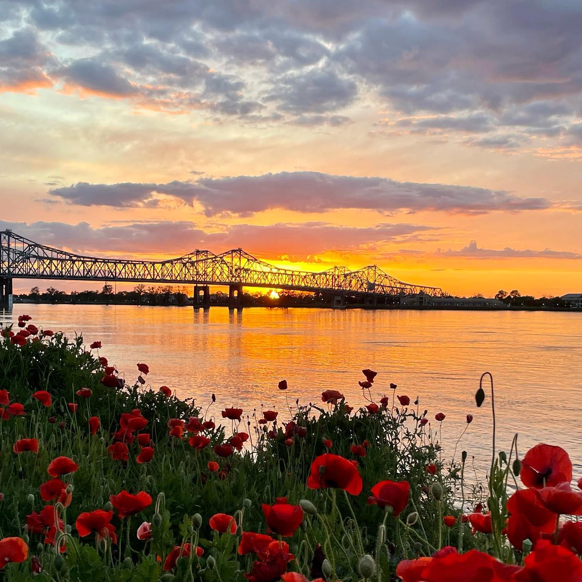 visitnatchez's tweet photo. We sure are lucky to call Natchez home!
๐ธ: margot_lnl
#VisitNatchez #Sunset #MSRiver #Poppies #VisitMS #SouthernLiving #Mississippi #NatchezMS https://t.co/2l8CBkfaol