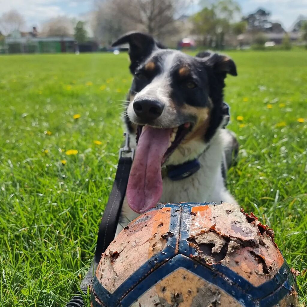 LifeAsACollie's tweet photo. Murphy is looking happy with himself as found a football in the undergrowth and by the state no-one will want it back #DogFootball #BorderCollie #HappyDog https://t.co/Rd1EcllQ26