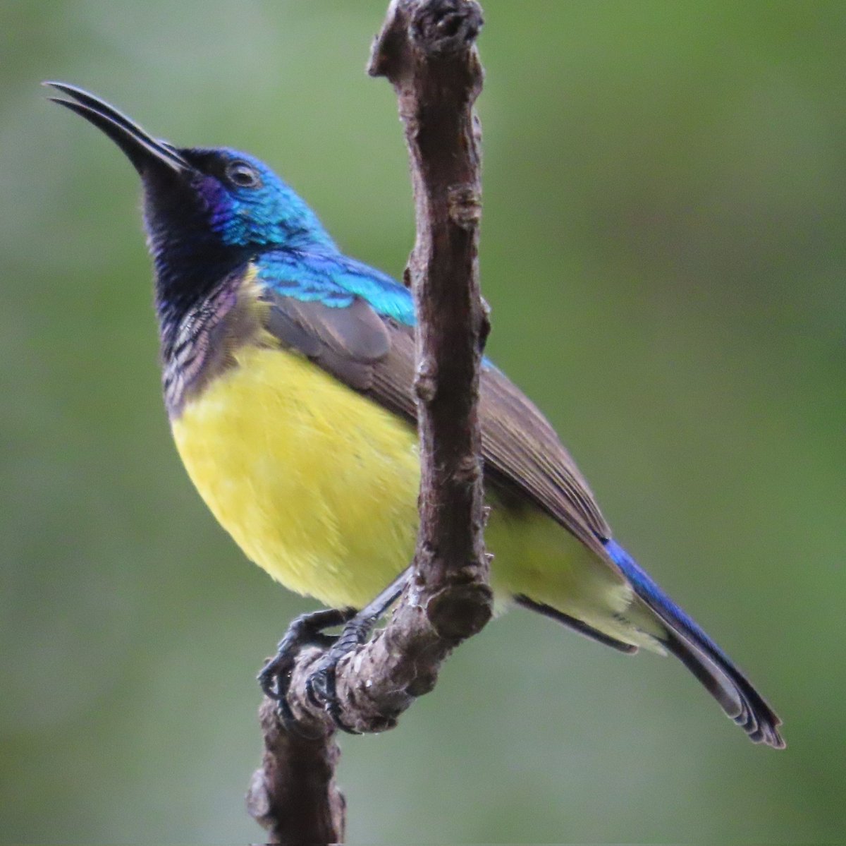 WWWings2023's tweet photo. Having something to say...the male #VariableSunbird in our garden lets us know he's there.
#Zambia #BirdsSeenIn2023 #BirdsOfTwitter #TwitterNaturePhotography #wildlifephotography #NaturePhotography #Sunbird #BirdsintheGarden https://t.co/x1KTl1nK5Y
