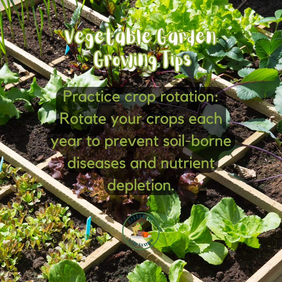 GardeningDaXman's tweet image. Vegetable Gardening Growing Tips. 🥕🌽🥒
#vegetablegardeningtips #growingtips #gardeningwithdaxman