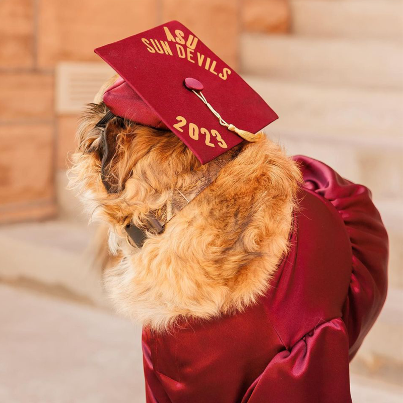asuonline's tweet photo. This #ASUPet is earning his Master’s in Loyalty on Monday, May 8th during our 2023 Commencement ceremony! 🤣 What degree will you receive? 🎓 Tell us in the replies and be sure to share your grad pics with us using @ASUOnline! #ASUOnline