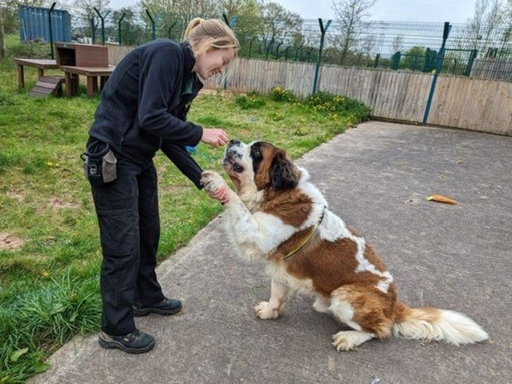 AdoptionsUk's tweet photo. Please retweet to help Harold find a home #SHREWSBURY #SHROPSHIRE #UK 

Affectionate St Bernard Cross aged 1-2. He can live with teenagers as the only pt in the home. 
Please read full details . 

DETAILS or APPLY👇
https://t.co/yltAn0hC1V
#dogs #StBernard https://t.co/MV4iEXsVqf