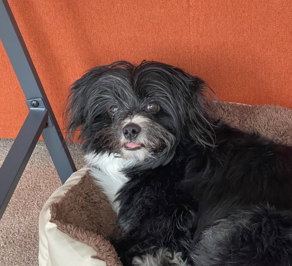 Pilar R. de Lamo tweet media