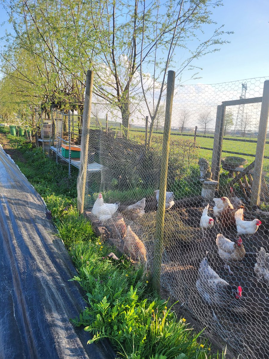 JlpvanRhee's tweet photo. #nieuw #bijenvolkje #imkerij #moestuinmaesfeld zelfs #kippen vinden het spannend https://t.co/azYMElpbDd