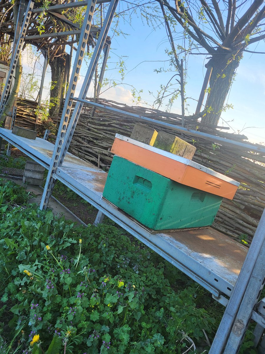 JlpvanRhee's tweet photo. #nieuw #bijenvolkje #imkerij #moestuinmaesfeld zelfs #kippen vinden het spannend https://t.co/azYMElpbDd