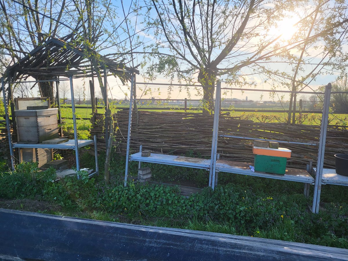JlpvanRhee's tweet photo. #nieuw #bijenvolkje #imkerij #moestuinmaesfeld zelfs #kippen vinden het spannend https://t.co/azYMElpbDd