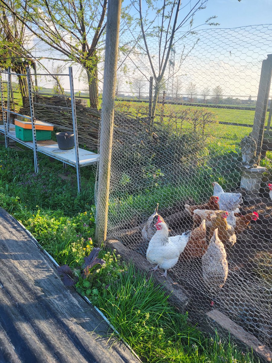 JlpvanRhee's tweet photo. #nieuw #bijenvolkje #imkerij #moestuinmaesfeld zelfs #kippen vinden het spannend https://t.co/azYMElpbDd