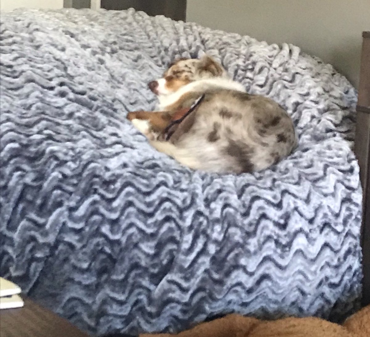 AnnetteGH86's tweet image. Thankfully, following our 3:45 Emergency Alert wake-up call courtesy #Florida #EmergencyBroadcastSystem— after lots of howling and hysterics… the Doggos have crashed.