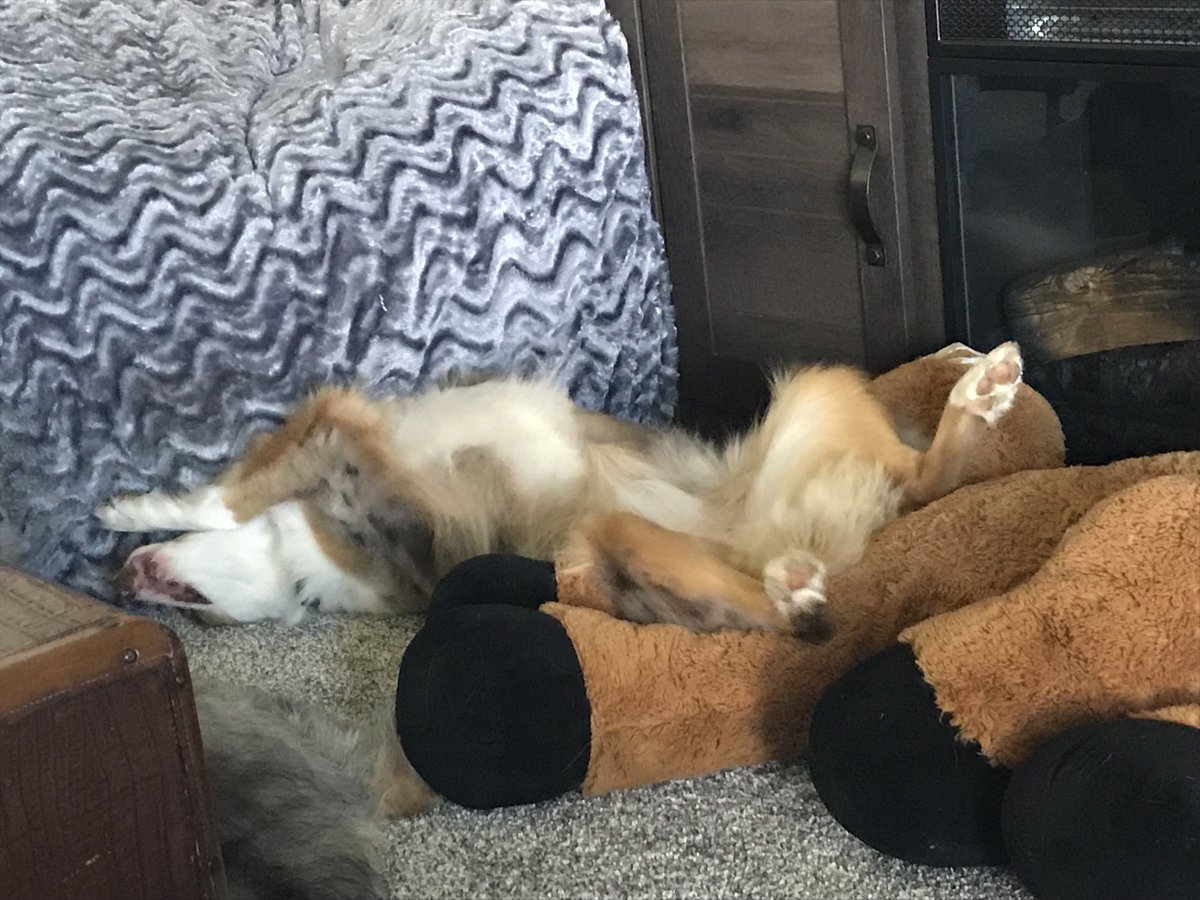 AnnetteGH86's tweet image. Thankfully, following our 3:45 Emergency Alert wake-up call courtesy #Florida #EmergencyBroadcastSystem— after lots of howling and hysterics… the Doggos have crashed.