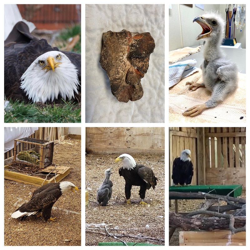 conexaoplaneta's tweet image. Após tentar chocar pedra, #Murphy vira pai adotivo de #filhote órfão. Essa é daquelas histórias que poderia virar filme sobre animais. Com muitas lágrimas, mas final feliz. Murphy é um macho de bald eagle, famosa águia-de cabeça-branca, que quebrou a asa: buff.ly/3KWzmoj
