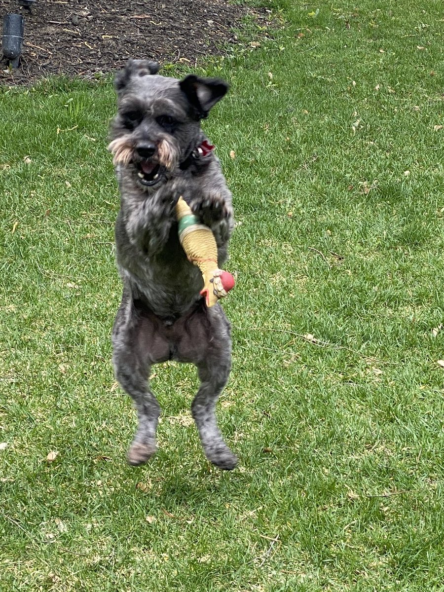 Jdavis_Halton's tweet photo. He’s got the moves. Maybe @BlueJays can sign him. #dogs #spring #playingcatch https://t.co/LMqHR8Ld5f