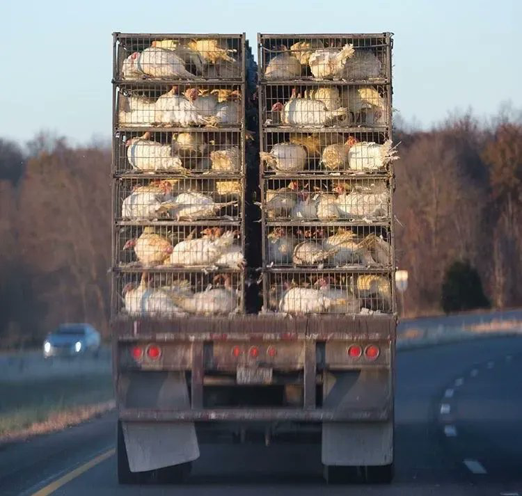 We have all seen the trucks, live beings, like these #chickens, en route to be killed.

Don't turn a blind eye to the #animalgenocide.

Join Team #Vegan for a kinder tomorrow.