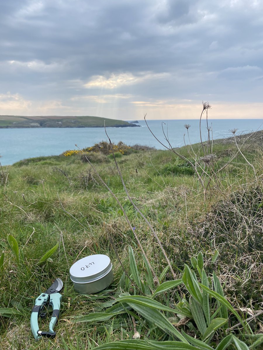 Sampling for #TheGreatFuelMoistureSurvey yesterday at Pentire Headland, Cornwall👍🏻 @unibirmingham