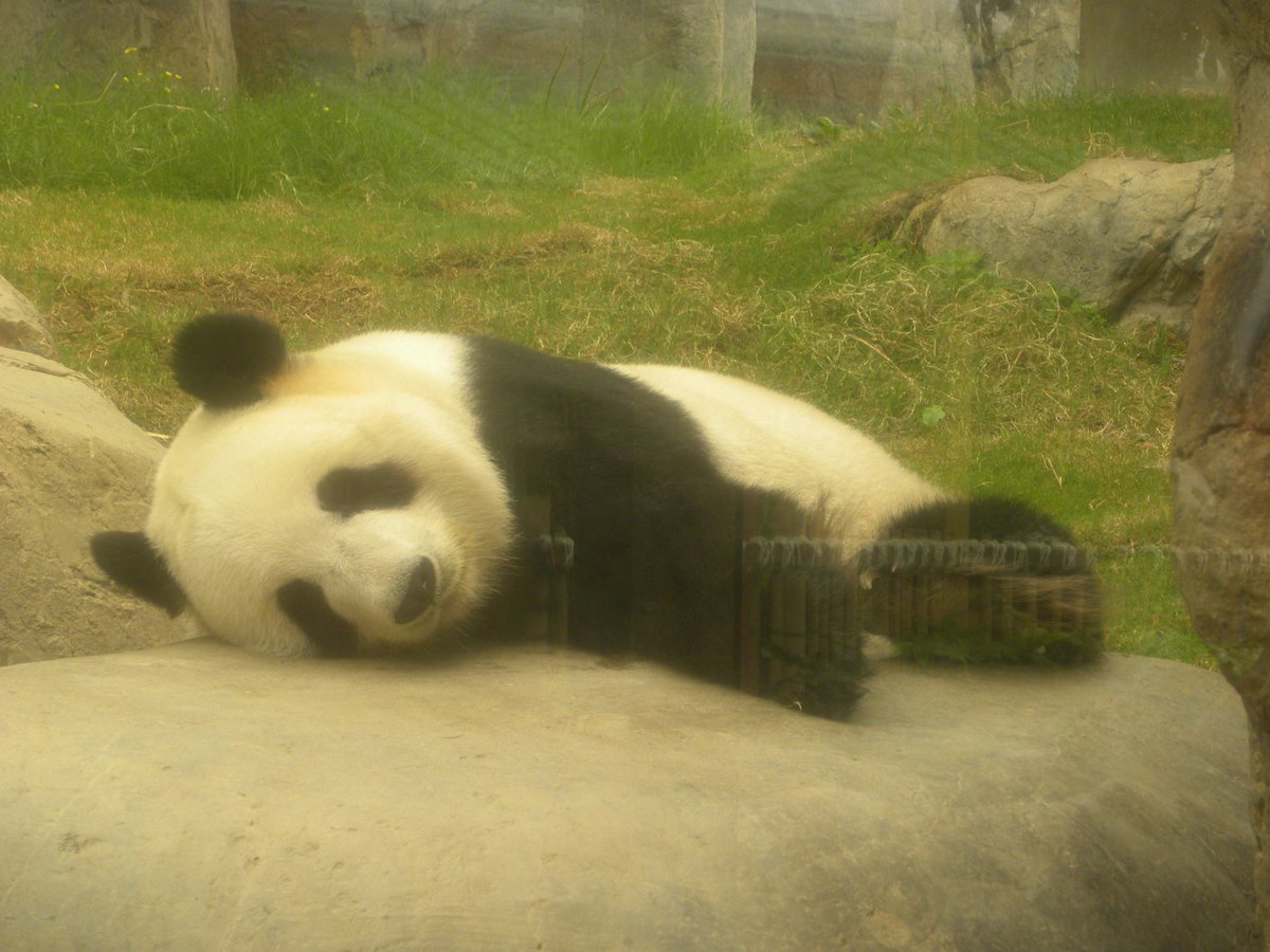 JimShull's tweet photo. When in China I visited sites with giant pandas however this image documents the limits of activity during a pandas daily routine. Not exactly boring but not a thrill ride. #Notazoo #zoo #panda https://t.co/XUz46rvBE6